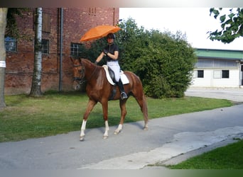 Mecklenburger Warmblut, Wallach, 4 Jahre, 173 cm, Fuchs