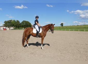 Mecklenburger Warmblut, Wallach, 4 Jahre, 173 cm, Fuchs