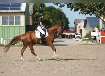 Mecklenburger Warmblut, Wallach, 4 Jahre, 173 cm, Fuchs