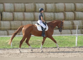Mecklenburger Warmblut, Wallach, 4 Jahre, 173 cm, Fuchs