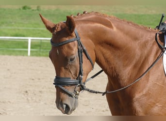 Mecklenburger Warmblut, Wallach, 4 Jahre, 173 cm, Fuchs