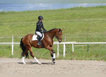 Mecklenburger Warmblut, Wallach, 4 Jahre, 176 cm, Brauner