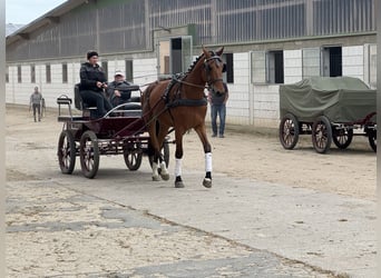 Mecklenburger Warmblut, Wallach, 4 Jahre, 176 cm, Brauner