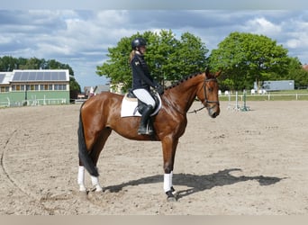 Mecklenburger Warmblut, Wallach, 4 Jahre, 176 cm, Brauner