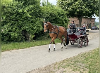 Mecklenburger Warmblut, Wallach, 4 Jahre, 176 cm, Brauner