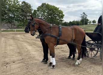 Mecklenburger Warmblut, Wallach, 4 Jahre, 176 cm, Brauner