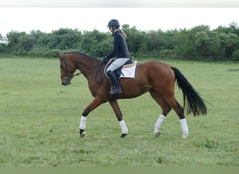 Mecklenburger Warmblut, Wallach, 4 Jahre, 176 cm, Brauner