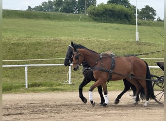 Mecklenburger Warmblut, Wallach, 4 Jahre, 176 cm, Brauner
