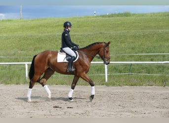 Mecklenburger Warmblut, Wallach, 4 Jahre, 176 cm, Brauner