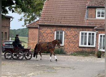 Mecklenburger Warmblut, Wallach, 4 Jahre, 176 cm, Brauner