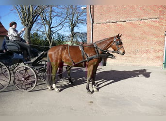 Mecklenburger Warmblut, Wallach, 4 Jahre, 176 cm