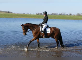 Mecklenburger Warmblut, Wallach, 4 Jahre, 176 cm