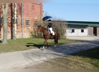 Mecklenburger Warmblut, Wallach, 4 Jahre, 176 cm