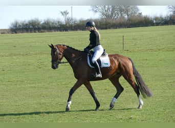 Mecklenburger Warmblut, Wallach, 4 Jahre, 176 cm