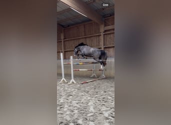 Mecklenburger Warmblut, Wallach, 4 Jahre, 178 cm, Apfelschimmel