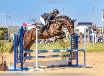 Mecklenburger Warmblut, Wallach, 4 Jahre, Dunkelbrauner