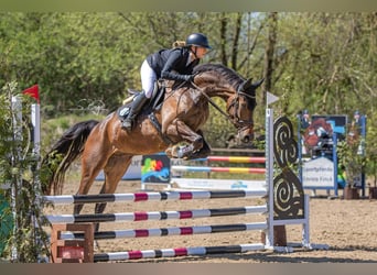 Mecklenburger Warmblut, Wallach, 4 Jahre, Dunkelbrauner