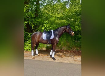 Mecklenburger Warmblut, Wallach, 5 Jahre, 160 cm, Rappe
