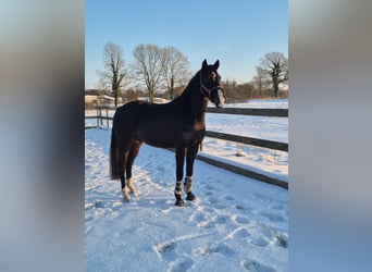 Mecklenburger Warmblut, Wallach, 5 Jahre, 160 cm, Rappe