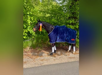 Mecklenburger Warmblut, Wallach, 5 Jahre, 160 cm, Rappe
