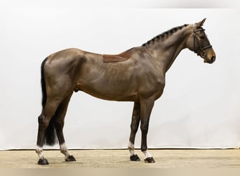 Mecklenburger Warmblut, Wallach, 5 Jahre, 162 cm, Brauner