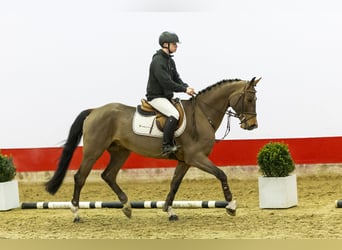 Mecklenburger Warmblut, Wallach, 5 Jahre, 162 cm, Brauner