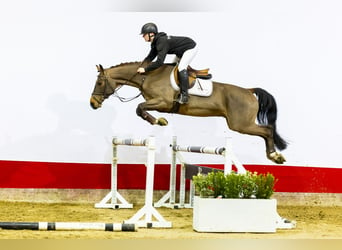 Mecklenburger Warmblut, Wallach, 5 Jahre, 162 cm, Brauner