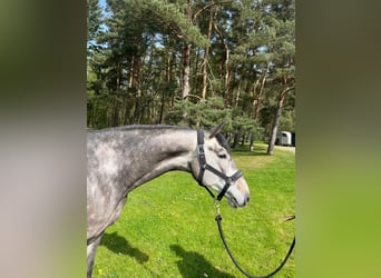 Mecklenburger Warmblut, Wallach, 5 Jahre, 162 cm, Schimmel