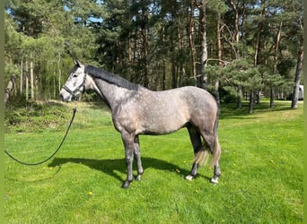 Mecklenburger Warmblut, Wallach, 5 Jahre, 162 cm, Schimmel