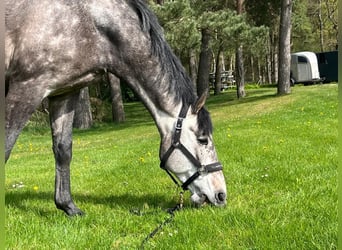 Mecklenburger Warmblut, Wallach, 5 Jahre, 162 cm, Schimmel