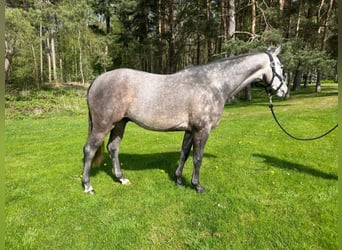 Mecklenburger Warmblut, Wallach, 5 Jahre, 162 cm, Schimmel