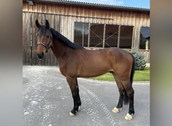 Mecklenburger Warmblut, Wallach, 5 Jahre, 164 cm, Brauner