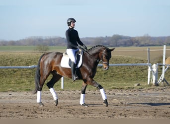 Mecklenburger Warmblut, Wallach, 5 Jahre, 164 cm, Dunkelbrauner