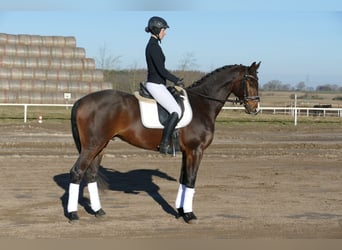 Mecklenburger Warmblut, Wallach, 5 Jahre, 164 cm, Dunkelbrauner