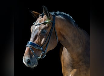 Mecklenburger Warmblut, Wallach, 5 Jahre, 166 cm, Dunkelbrauner