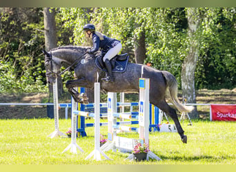 Mecklenburger Warmblut, Wallach, 5 Jahre, 168 cm, Blauschimmel