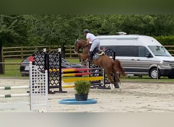 Mecklenburger Warmblut, Wallach, 5 Jahre, 168 cm, Fuchs