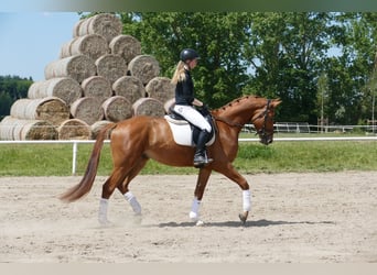 Mecklenburger Warmblut, Wallach, 5 Jahre, 169 cm, Fuchs
