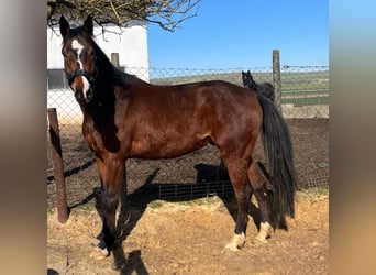 Mecklenburger Warmblut, Wallach, 5 Jahre, 170 cm, Dunkelbrauner