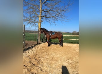 Mecklenburger Warmblut, Wallach, 5 Jahre, 170 cm, Dunkelbrauner