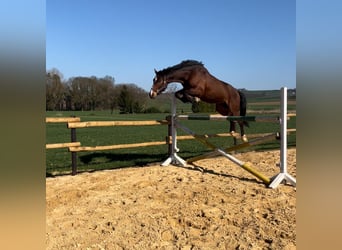 Mecklenburger Warmblut, Wallach, 5 Jahre, 170 cm, Dunkelbrauner