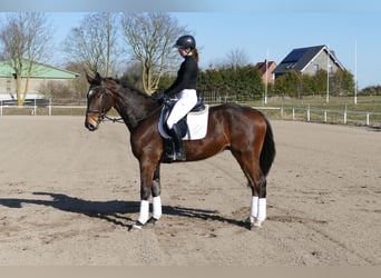 Mecklenburger Warmblut, Wallach, 5 Jahre, 172 cm, Dunkelbrauner