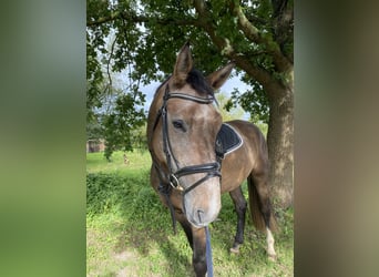 Mecklenburger Warmblut, Wallach, 5 Jahre, 173 cm, Kann Schimmel werden