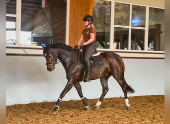 Mecklenburger Warmblut, Wallach, 6 Jahre, 160 cm, Brauner