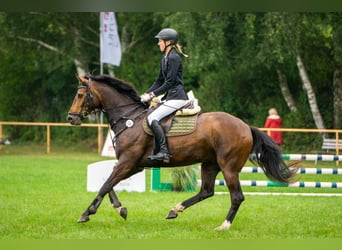 Mecklenburger Warmblut, Wallach, 6 Jahre, 160 cm, Brauner