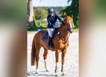 Mecklenburger Warmblut, Wallach, 6 Jahre, 163 cm, Fuchs