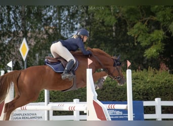 Mecklenburger Warmblut, Wallach, 6 Jahre, 163 cm, Fuchs