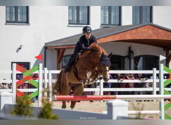 Mecklenburger Warmblut, Wallach, 6 Jahre, 163 cm, Fuchs