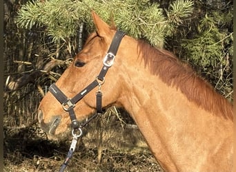 Mecklenburger Warmblut, Wallach, 6 Jahre, 166 cm, Fuchs