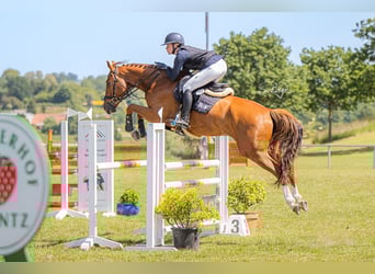 Mecklenburger Warmblut, Wallach, 6 Jahre, 167 cm, Fuchs